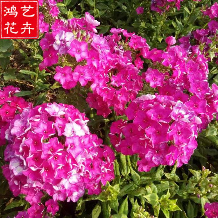 基地直销宿根花卉福禄考 盆栽花海园林工程 颜色艳丽 量大优惠