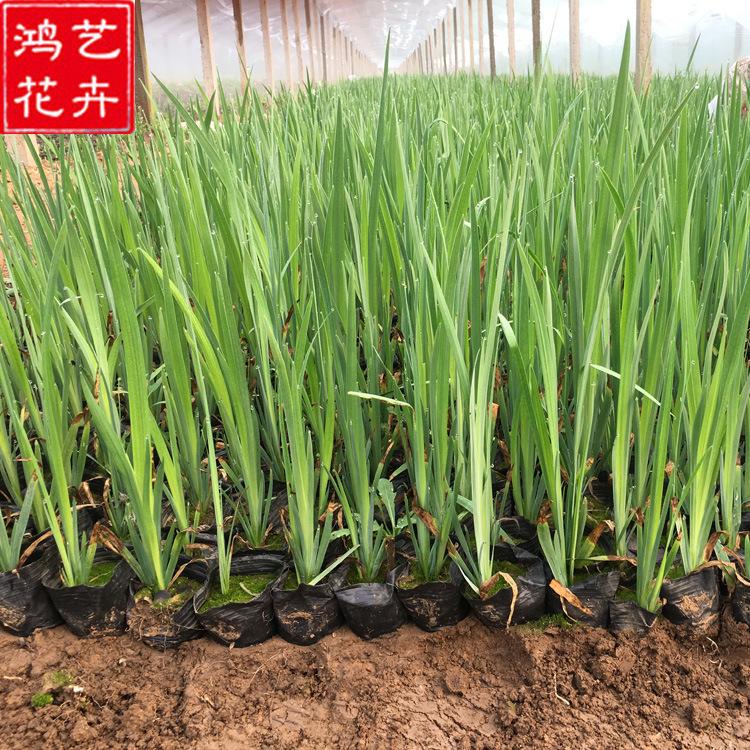 常绿水生鸢尾蓝花鸢尾 宿根花卉水生植物净化水质河道湿地绿化
