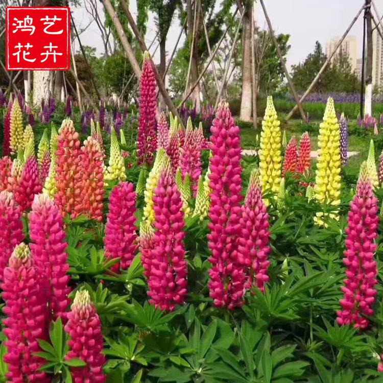批发羽扇豆 花坛盆栽 园林观赏羽扇豆草花 批发量大优惠