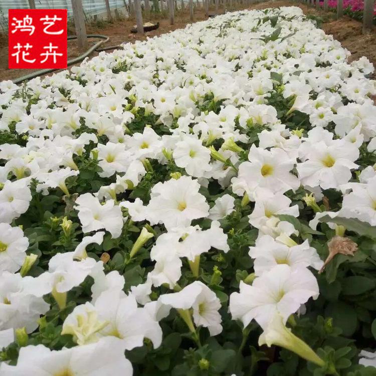 矮牵牛时令花卉矮牵牛苗庭院植物多年生花卉鲜切花批发矮牵牛苗