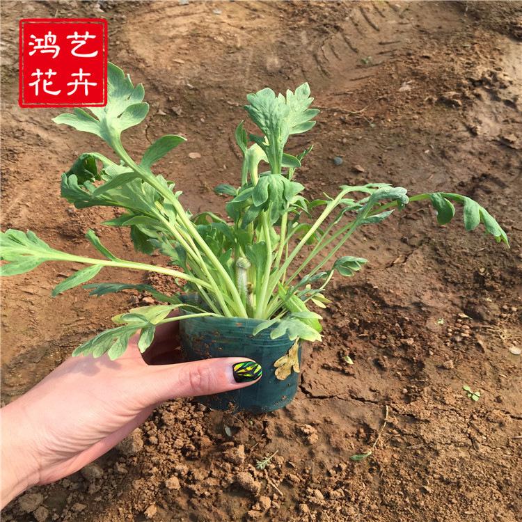 虞美人 大量批发虞美人 山东草花批发基地 鸿艺