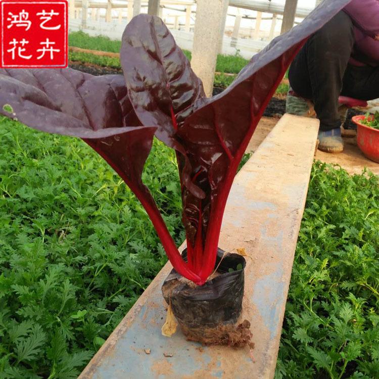 批发冷季草花红叶甜菜 园林绿化 青州花卉基地供应红叶甜菜