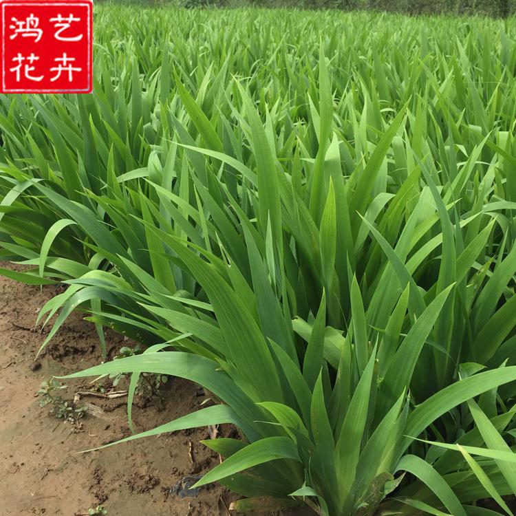 一二年生鸢尾  地被宿根花卉鸢尾 大量批发价格优惠鸢尾花