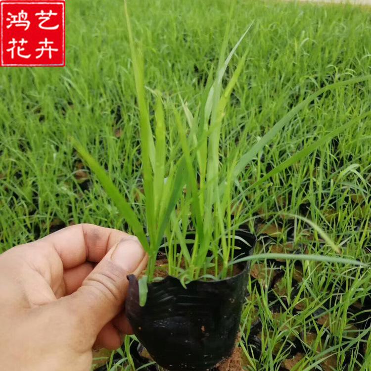 批发狼尾草苗 耐旱耐湿 种类齐全抗寒性强 量大优惠 栽植简易