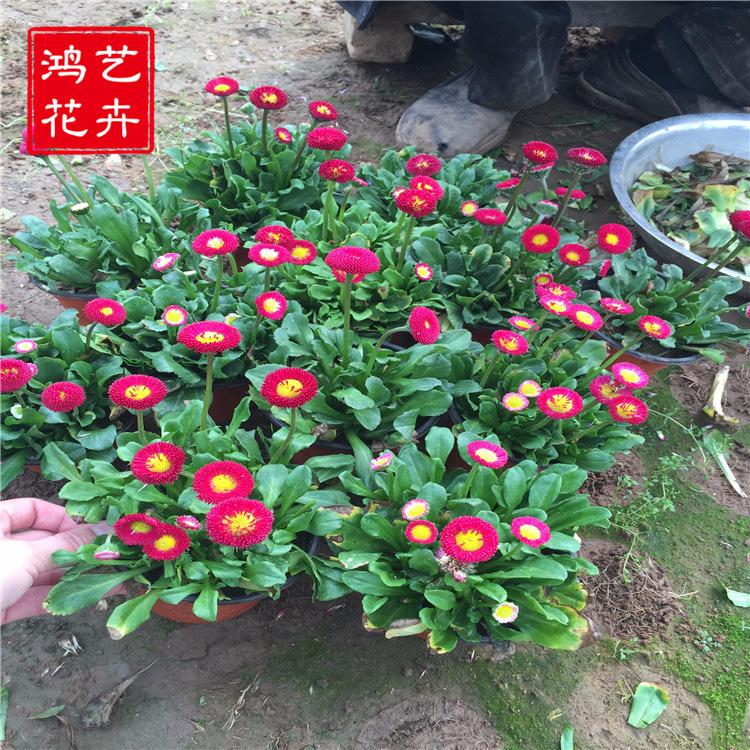 大盆雏菊 大量批发大盆雏菊 青州草花基地 厂家直销大盆雏菊
