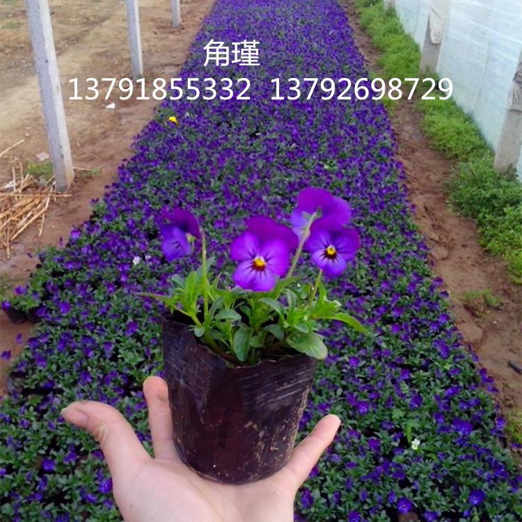 抗冻草花   角瑾  角瑾价格  一二年生草花基地大量批发角瑾
