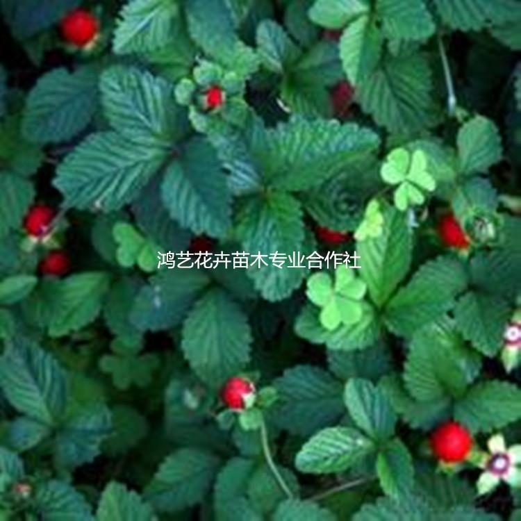 批发宿根花卉草本蛇莓 多年生地被蛇莓 出售盆栽蛇莓 量大优惠