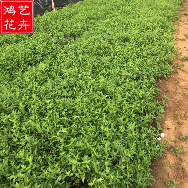批发美丽月见草 园林绿化景观工程 青州花卉基地供应美丽月见草