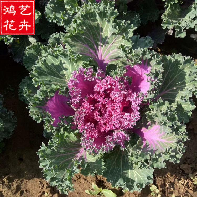 供应羽衣甘蓝 耐寒观叶花卉 公园园林工程绿化 批发羽衣甘蓝