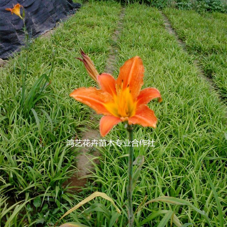 盆栽大花萱草基地  宿根地被大花萱草  大量批发多年生大花萱草
