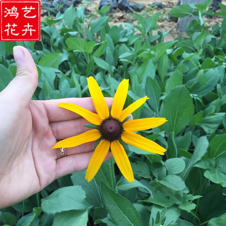 批发宿根花卉多年生黑心菊 多年生耐寒黑心菊 基地直销黑心菊