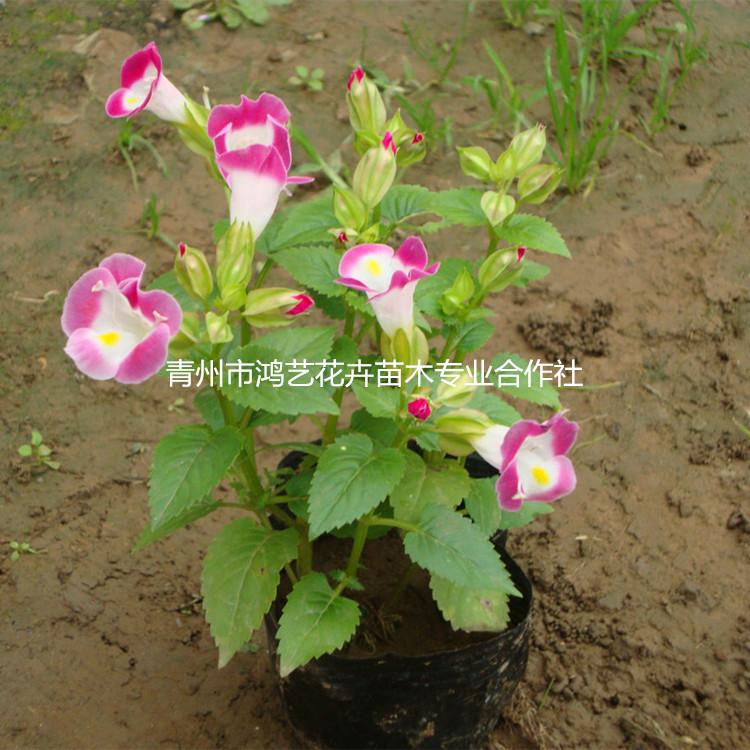 园林观赏草花夏瑾  青州夏瑾草花基地  一二年生花卉夏瑾