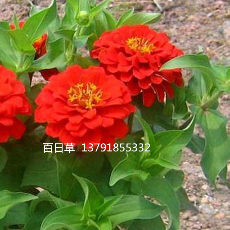 青州草花百日草基地  盆栽便宜百日草 多年生草本百日草