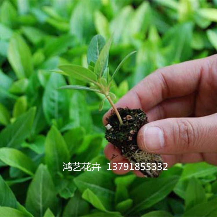 青州草花基地出售长春花 一二年生草花长春花  盆栽长春花