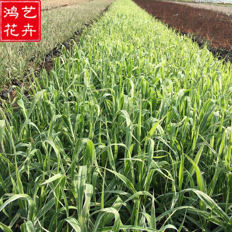 花叶玉带草 水生地被植物 景观湿地水体绿化 青州花卉批发玉带草