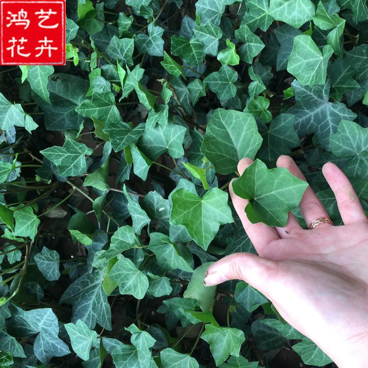 常春藤 观叶盆栽常青藤 吸收甲醛净化空气爬藤植物墙体绿化