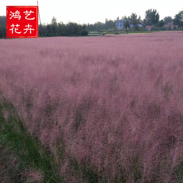 批发粉黛乱子草  湿地绿化 青州宿根花卉基地 粉黛乱子草花坛