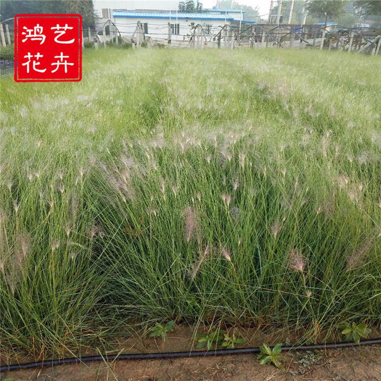 粉黛乱子草 红色花草 园林工程绿化 夏季时令花卉 耐干旱 直销