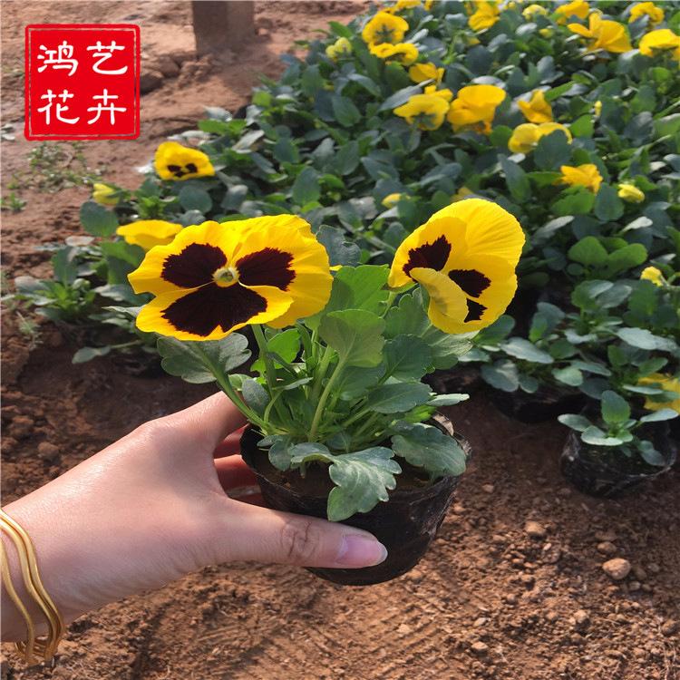批发花卉三色堇 盆栽景观工程 绿化庭院 量大优惠 三色堇批发