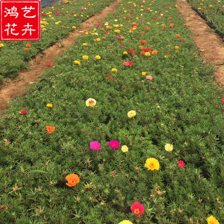 批发马齿苋太阳花 公园园林绿化工程 供应色彩艳丽马齿苋花苗