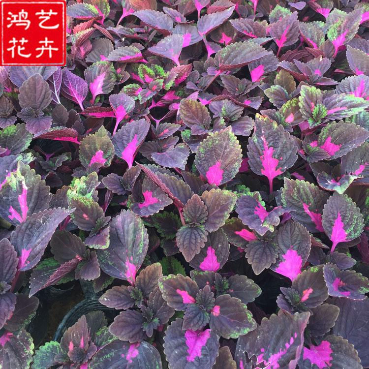 批发彩叶草 花坛盆栽绿化工程 基地直销观赏花卉绿植彩叶草
