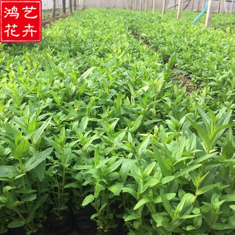 供应水生植物千屈菜 湿地景观工程 河道水体绿化净化 批发千屈菜