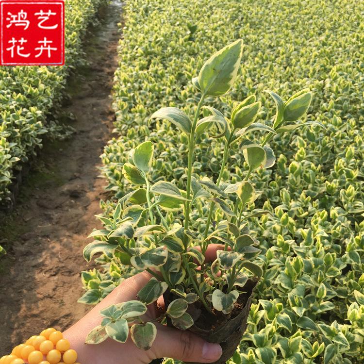 花叶蔓长春 常绿观叶爬藤植物 植物园林庭院绿化 量大优惠