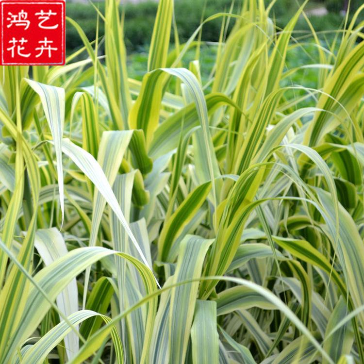 供应花叶芦竹工程绿化苗木水生植物 湿地绿化花叶芦竹量大优惠