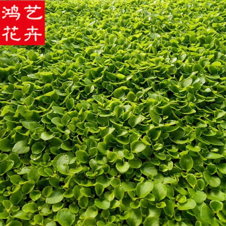 批发四季海棠苗穴盘苗 工程苗木四季海棠 园林绿化花坛现货批发