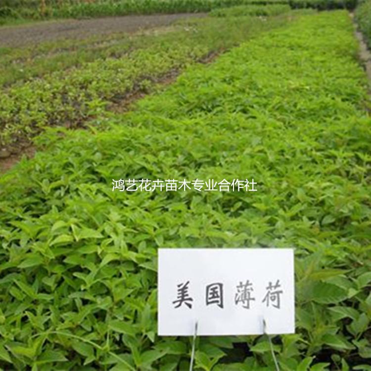 批发宿根美国薄荷 多年生草本美国薄荷 大量批发出售盆栽美国薄荷