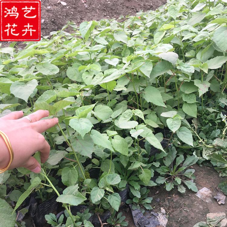 大量出售宿根大花秋葵 公园盆栽景观工程绿化 批发多年生大花秋葵