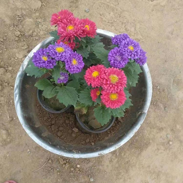 翠菊 翠菊种植基地-供应商-批发商-青州凯洋花卉