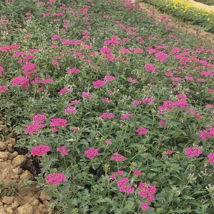 美女樱批发  基地种植美女樱  山东美女樱批发商