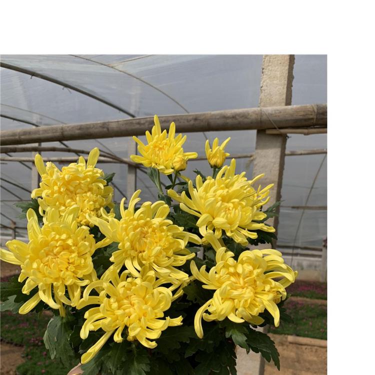 批发菊花-九月菊-千头菊-国庆菊-租摆菊花-菊花造型