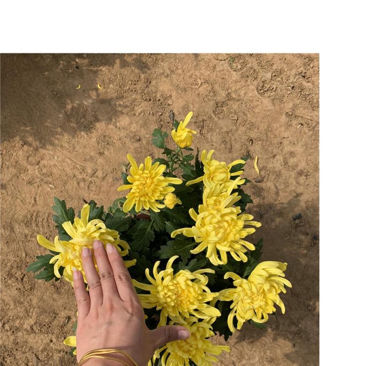 菊花 九月菊 千头菊 国庆菊 租摆菊花 菊花造型-250盆-150盆-120盆-30盆-40盆