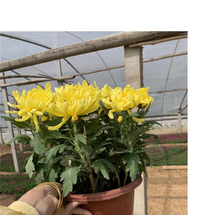 太养眼啦 国庆菊-菊花造型 九月菊 千头菊-批发价格 租摆菊花