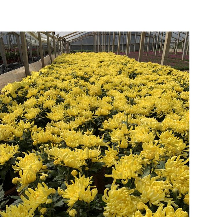菊花造型 菊花种植基地 九月菊种植基地 租摆菊花