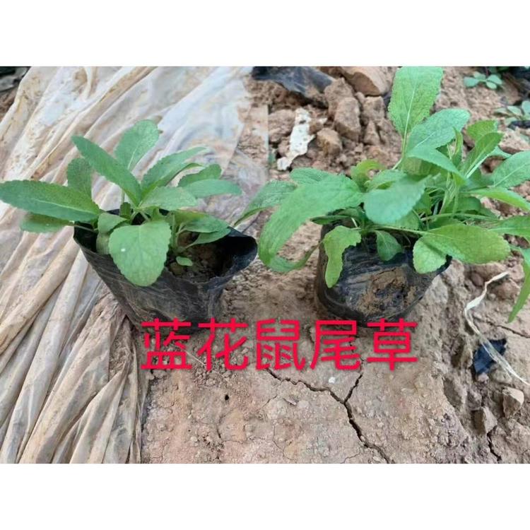 青州鼠尾草小苗 地被鼠尾草批发价格大量供应