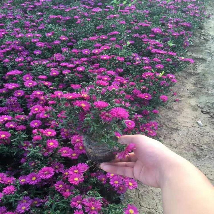 潍坊绿色系喜阳荷兰菊价格 宿根荷兰菊价格