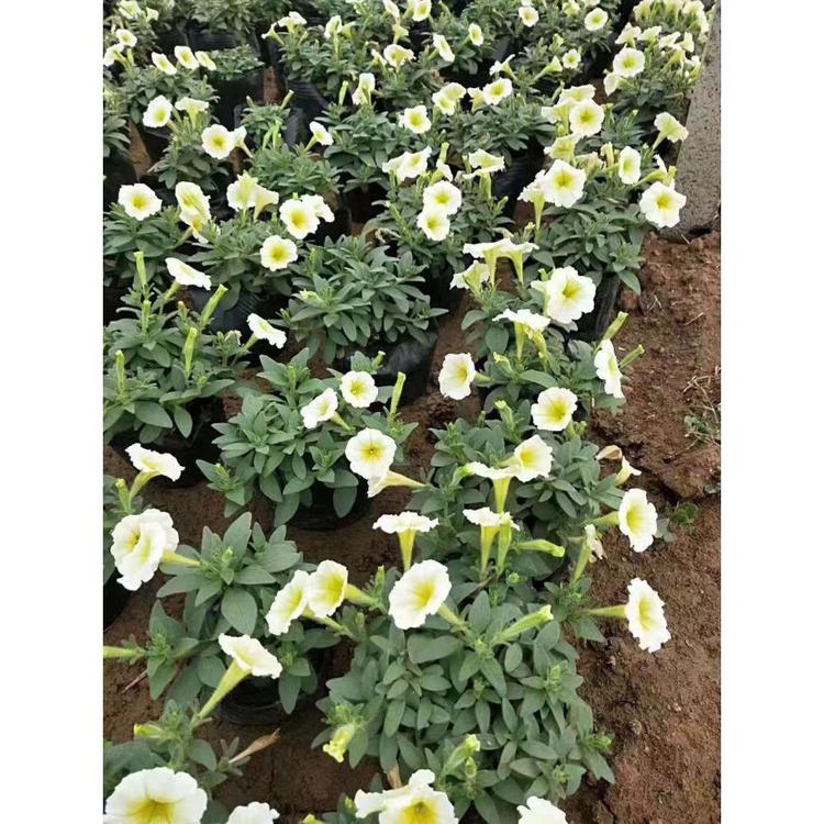 销售垂钓牵牛 垂钓牵牛价格 草花花卉批发