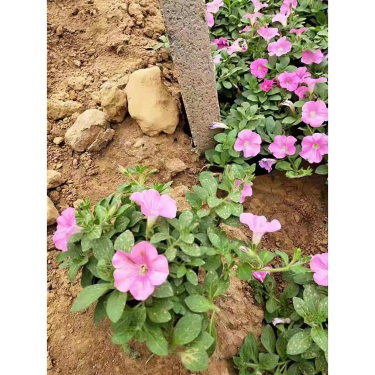基地直销垂钓牵牛杯苗 草花花卉批发价