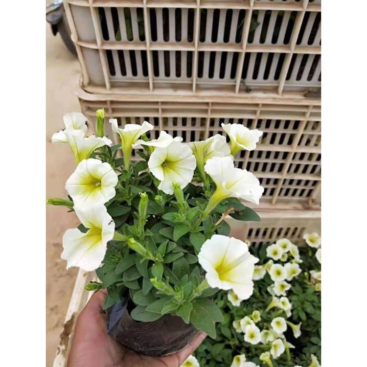 基地直销垂钓牵牛批发 黄花垂吊牵牛价格