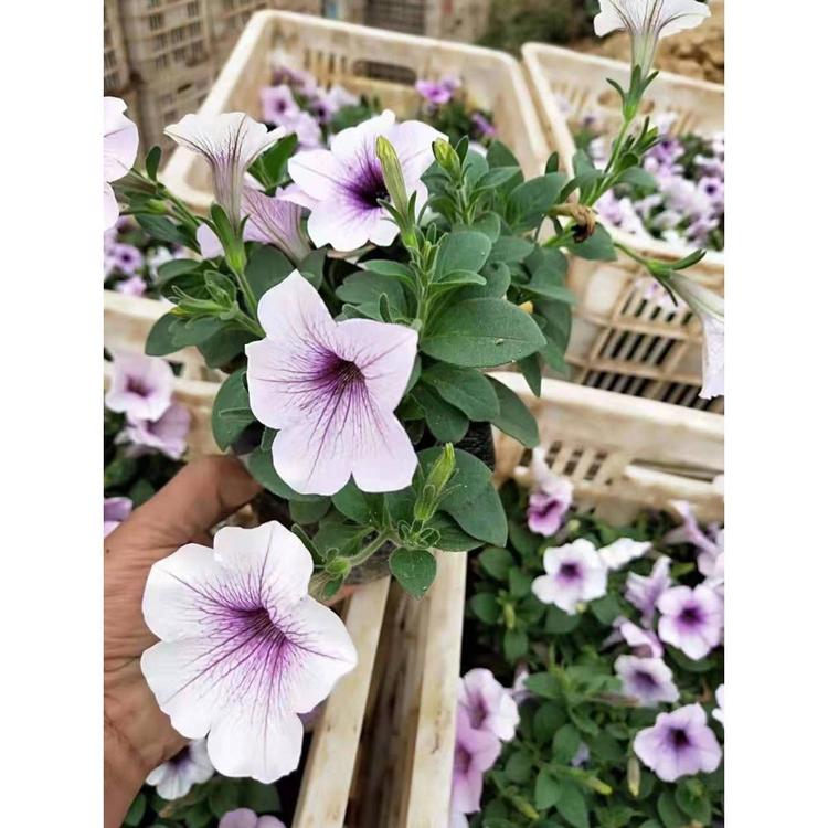 山东垂钓牵牛杯苗 粉花-玫红垂吊牵牛批发价