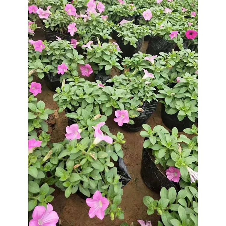 销售垂钓牵牛 垂钓牵牛杯苗 草花花卉批发价格
