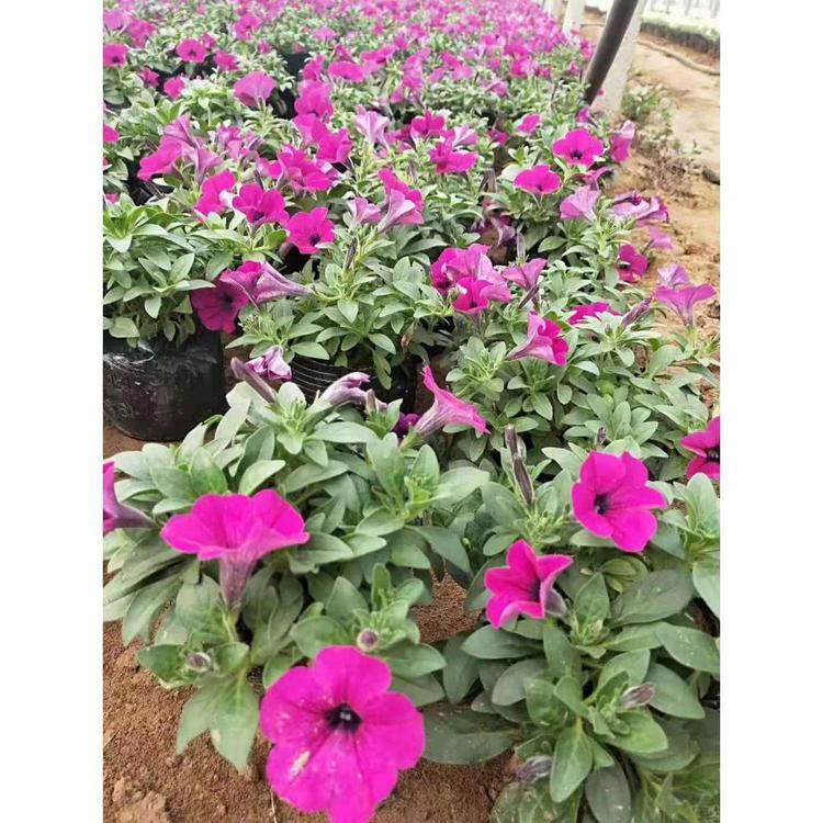 销售垂钓牵牛批发价格 黄花垂吊牵牛批发价格