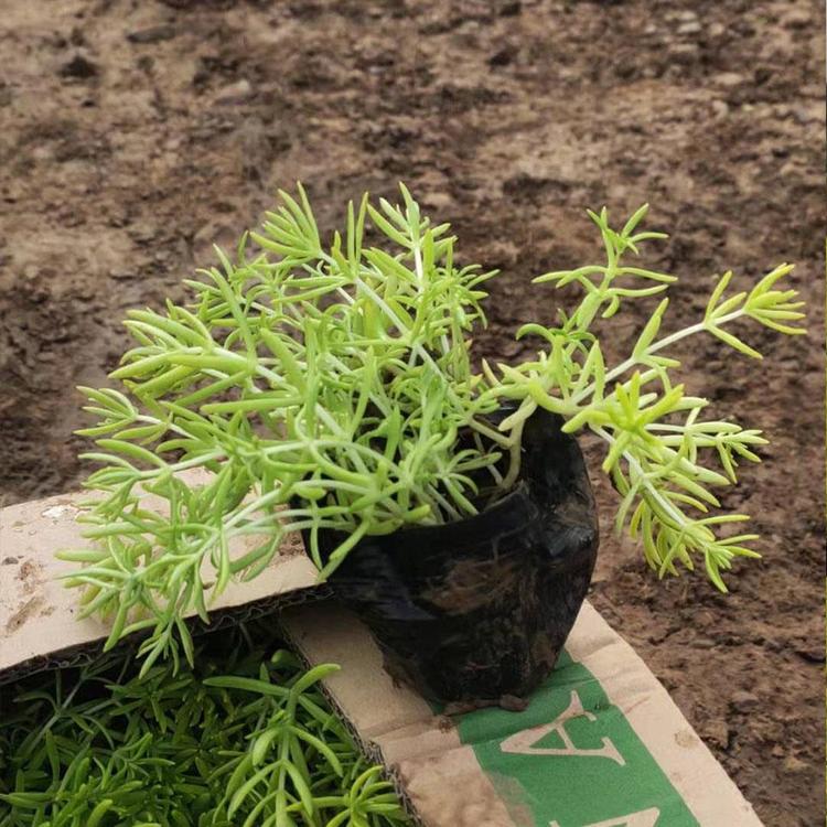 山东黄金佛甲草批发  佛甲草种植基地 培育基地