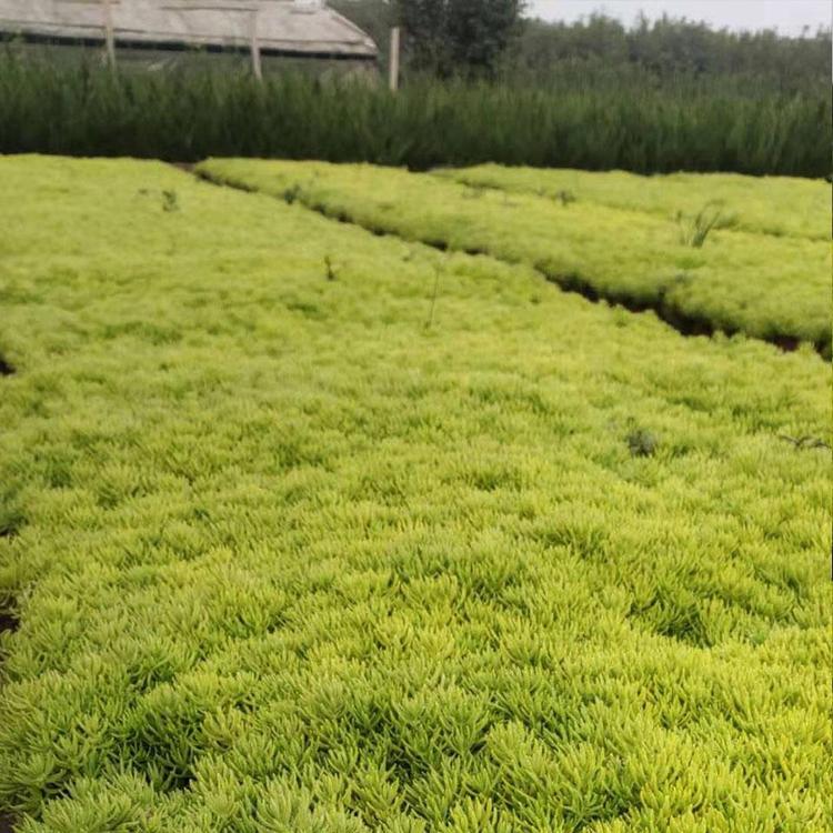 禹阳花卉供应黄金佛甲草  佛甲草基地种植