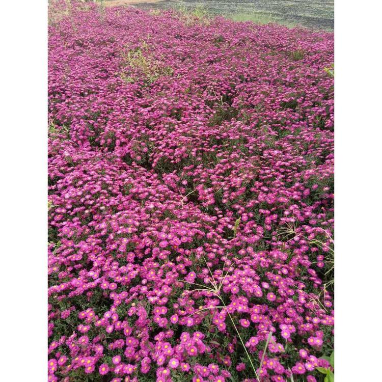 基地直销荷兰菊批发 宿根花卉价格 久顺