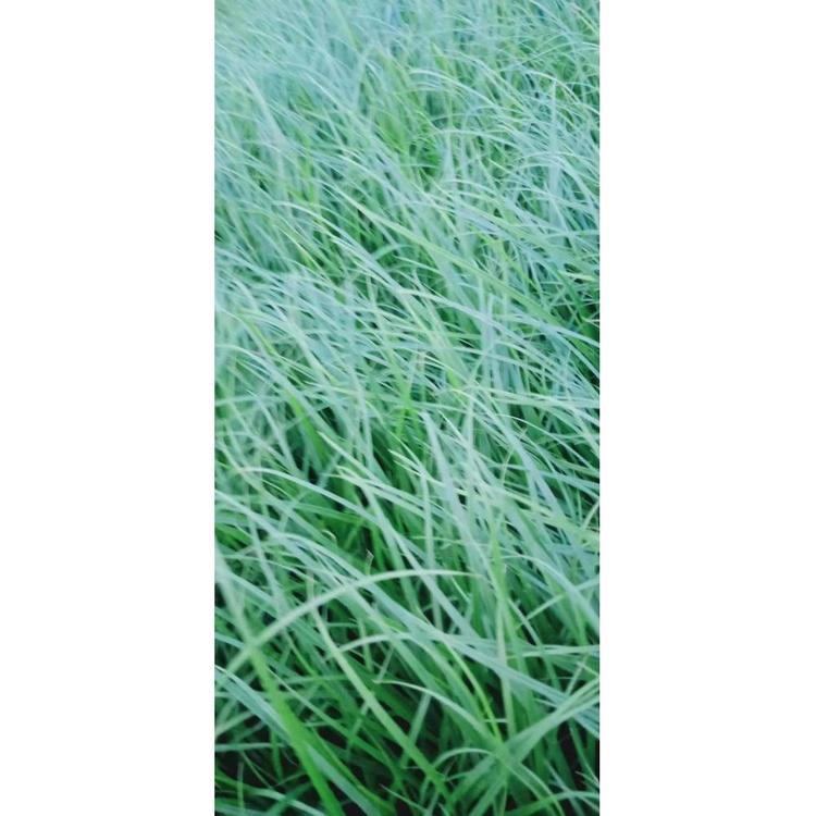 山东青绿苔草批发价格 青州花卉批发价格