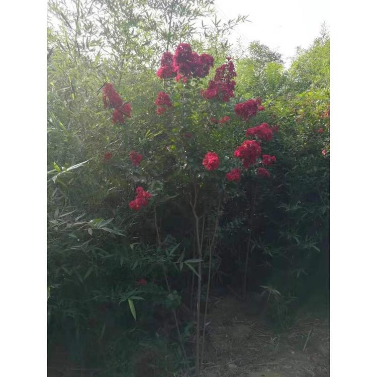 山东紫薇树批发价格 青州苗木供应基地